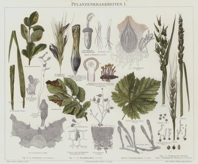 Plantesykdommer (farge litho) av German School