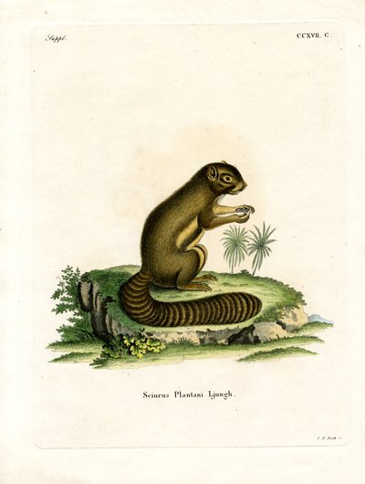Plantain Ekorn (farget gravering) av German School