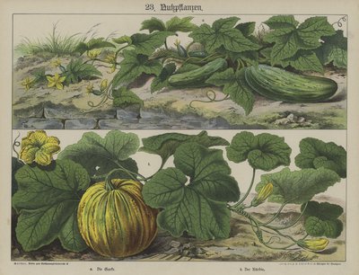 Planter (farge litho) av German School