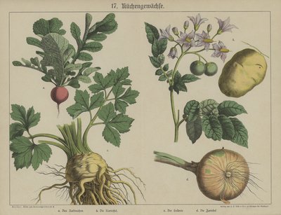 Planter (farge litho) av German School