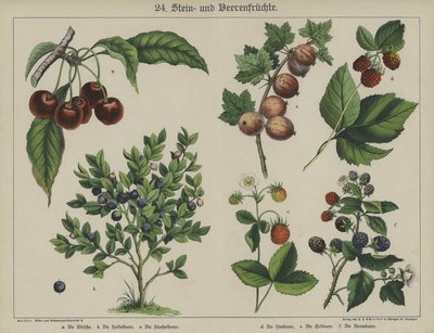 Planter (farge litho) av German School