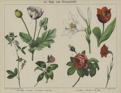 Planter (farge litho) av German School