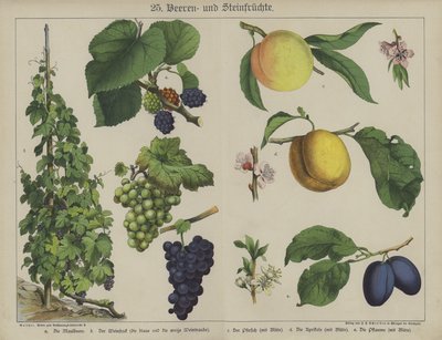 Planter (farge litho) av German School