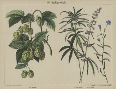 Planter (farge litho) av German School