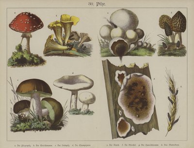 Planter (farge litho) av German School