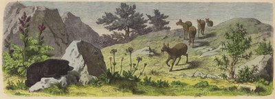 Planter og dyr i fjellene i Asia (farget gravering) av German School