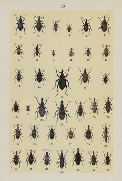 Tallerken fra The Young Beetle-Collector