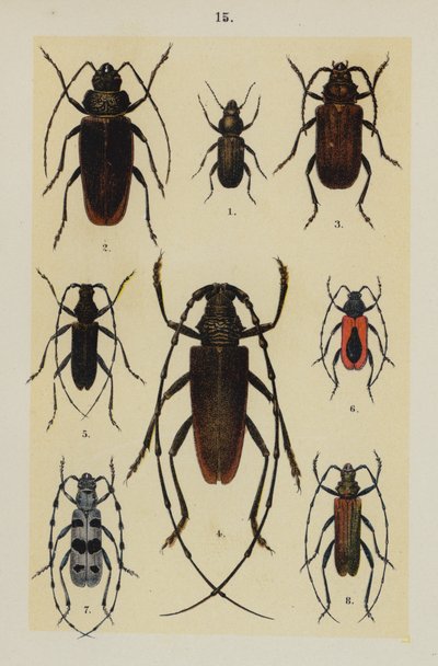 Tallerken fra The Young Beetle-Collector