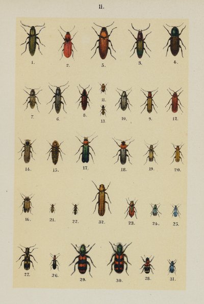 Tallerken fra The Young Beetle-Collector