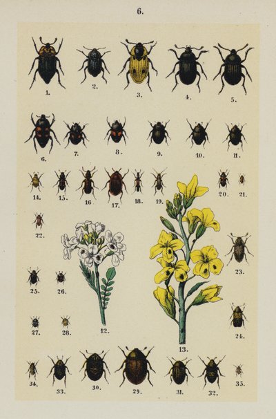Tallerken fra The Young Beetle-Collector