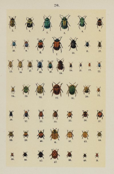 Tallerken fra The Young Beetle-Collector