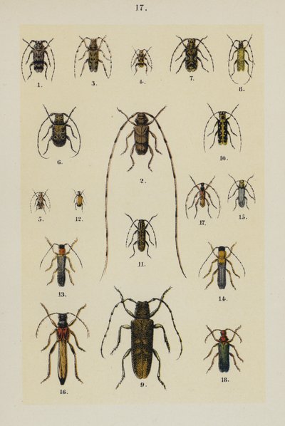 Tallerken fra The Young Beetle-Collector