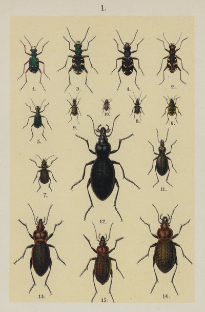 Tallerken fra The Young Beetle-Collector