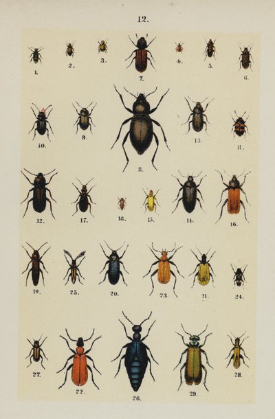 Tallerken fra The Young Beetle-Collector