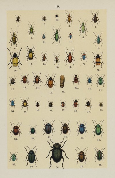 Tallerken fra The Young Beetle-Collector