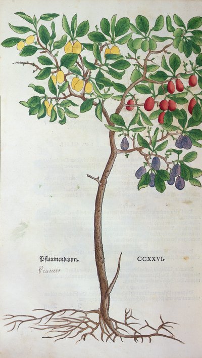 Plommetre, en botanisk plate fra Herbarium av Leonhart Fuchs (1501-66), utgitt i Basel, 1543 av German School