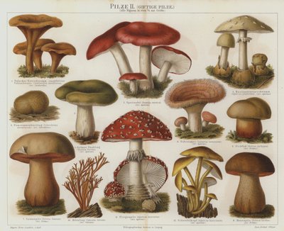 Giftige sopp (farge litho) av German School