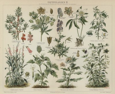Giftige planter (farge litho) av German School