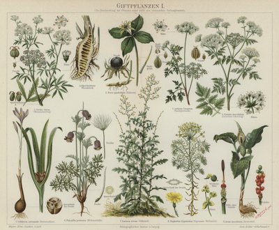 Giftige planter (farge litho) av German School