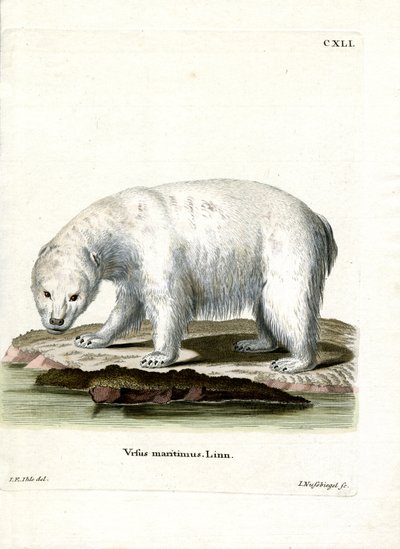 Isbjørn (farget gravering) av German School
