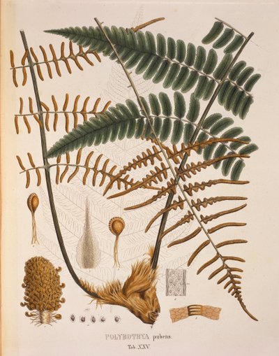 Polybotrya Pubens, bord XXV fra 'Plantarum Cryptogamicarum Brasiliensium' av Johann Baptist Von Spix og Carl Friedrich Von Martius av German School