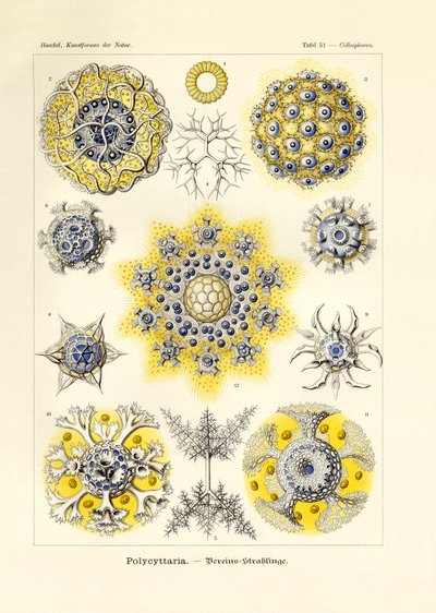 Polycyttaria av German School