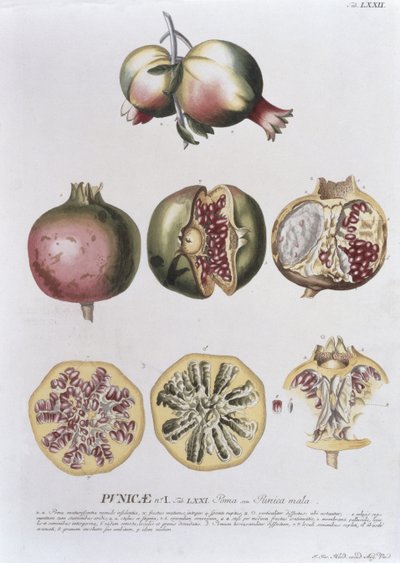 Granateple, gravert av Johann Jakob Haid (1704-67) plate 72 fra en botanisk bok, pub. av Augustus Vind av German School