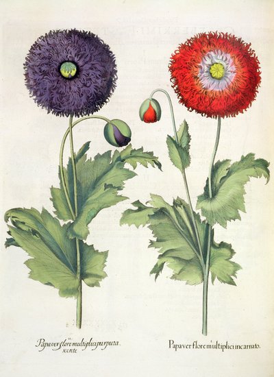 Valmuer: 1. Valmue i en flerblomster inkarnert; 2. Papirblomst fra Hortus Eystettensis av Basil Besler (1561-1629), pub. 1613 av German School