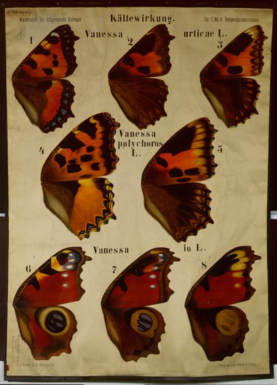 Plakat som illustrerer effekten av temperatur på forskjellige typer sommerfugler av German School