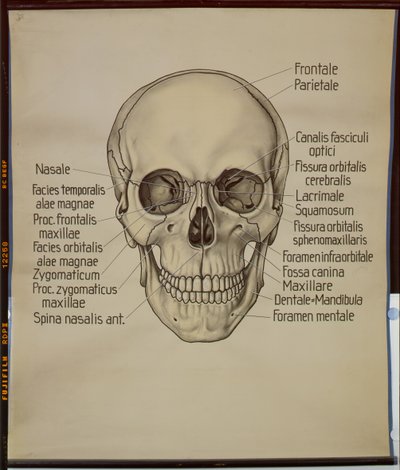 Plakat av en menneskeskalle av German School