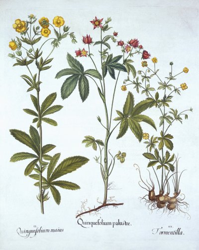 Potentillas, fra Hortus Eystettensis, av Basil Besler (1561-1629), pub. 1613 (håndfarget gravering) av German School