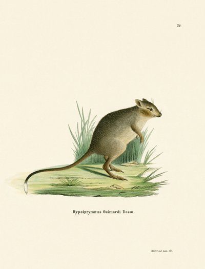 Potoroo (farget gravering) av German School