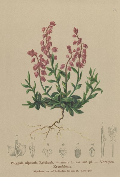Prealpin melkeurt (Polygala alpestris, Polygala amara var. aut. pl., Polygala brachyptera) av German School