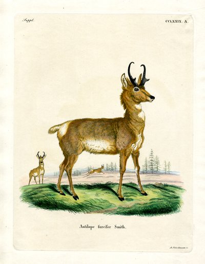 Pronghorn Antilope (farget gravering) av German School