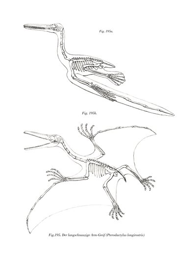 Pterodactyl (farge litho) av German School
