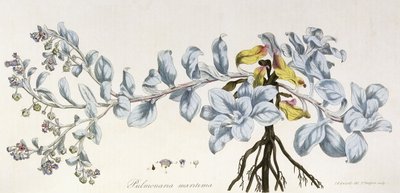 Pulmonaria Maritima, 1785-1788 av German School