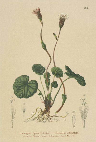 Lilla følfot (Homogyne alpina) av German School