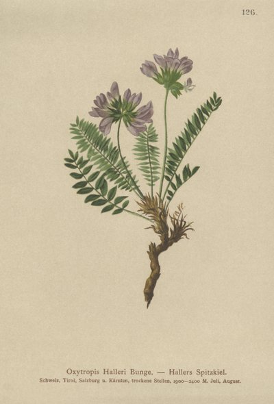 Lilla Oxytropis (Oxytropis Halleri) av German School