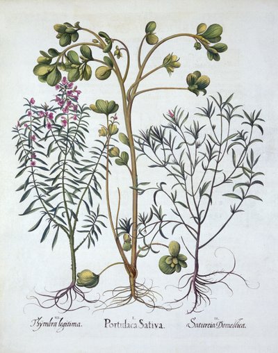 Purslane, Summer Savory og Winter Savory, fra Hortus Eystettensis, av Basil Besler (1561-1629), pub. 1613 (håndfarget gravering) av German School