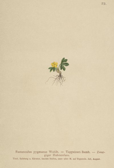 Pygmy ranunkel (Ranunculus pygmaeus, Ranunculus tappeineri, Ranunculus baerianus, Ranunculus pygmaeus var. Langeanu) av German School