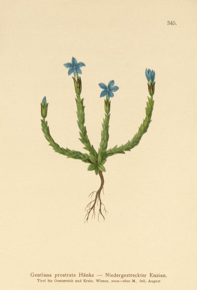 Pygme Gentian (Gentiana prostrata) av German School