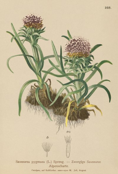 Pygmy Saussurea (Saussurea pygmaea) av German School