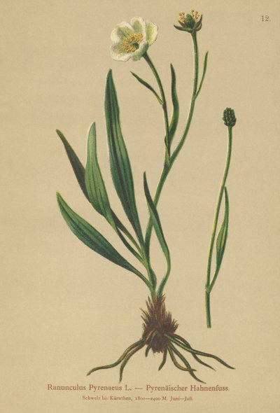 Pyreneisk kråkefot (Ranunculus Pyrenaeus) av German School