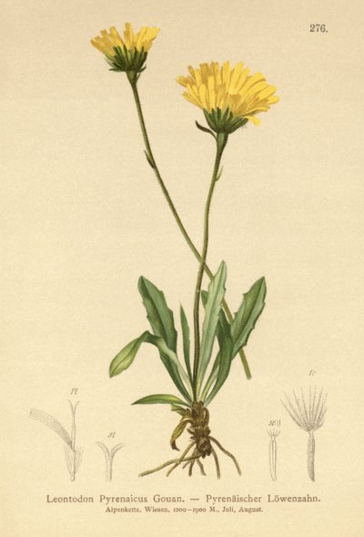 Pyreneisk hakkbit (Leontodon Pyrenaicum, Leontodon Pyrenaicus, ) av German School