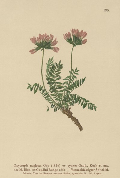 Pyreneisk melkevikke (Oxytropis neglectus, Oxytropis cyanea, Oxytropis Gaudini, Oxytropis albana, Oxytropis caucasica, Oxytropis pyrenaica, Astragalus pyrenaicus) av German School