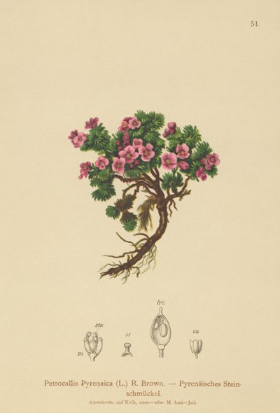 Pyreneisk Petrocallis (Petrocallis Pyrenaica) av German School