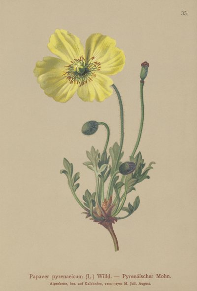 Pyreneisk valmue (Papaver pyrenaeicum, Papaver alpinum sub.) av German School