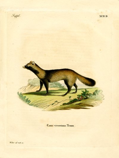 Raccoon Dog (farget gravering) av German School
