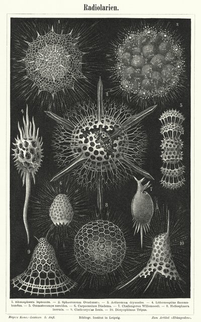 Radiolaria (gravering) av German School
