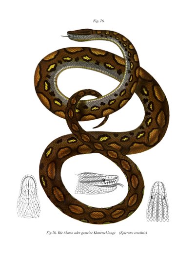Rainbow Boa (farge litho) av German School